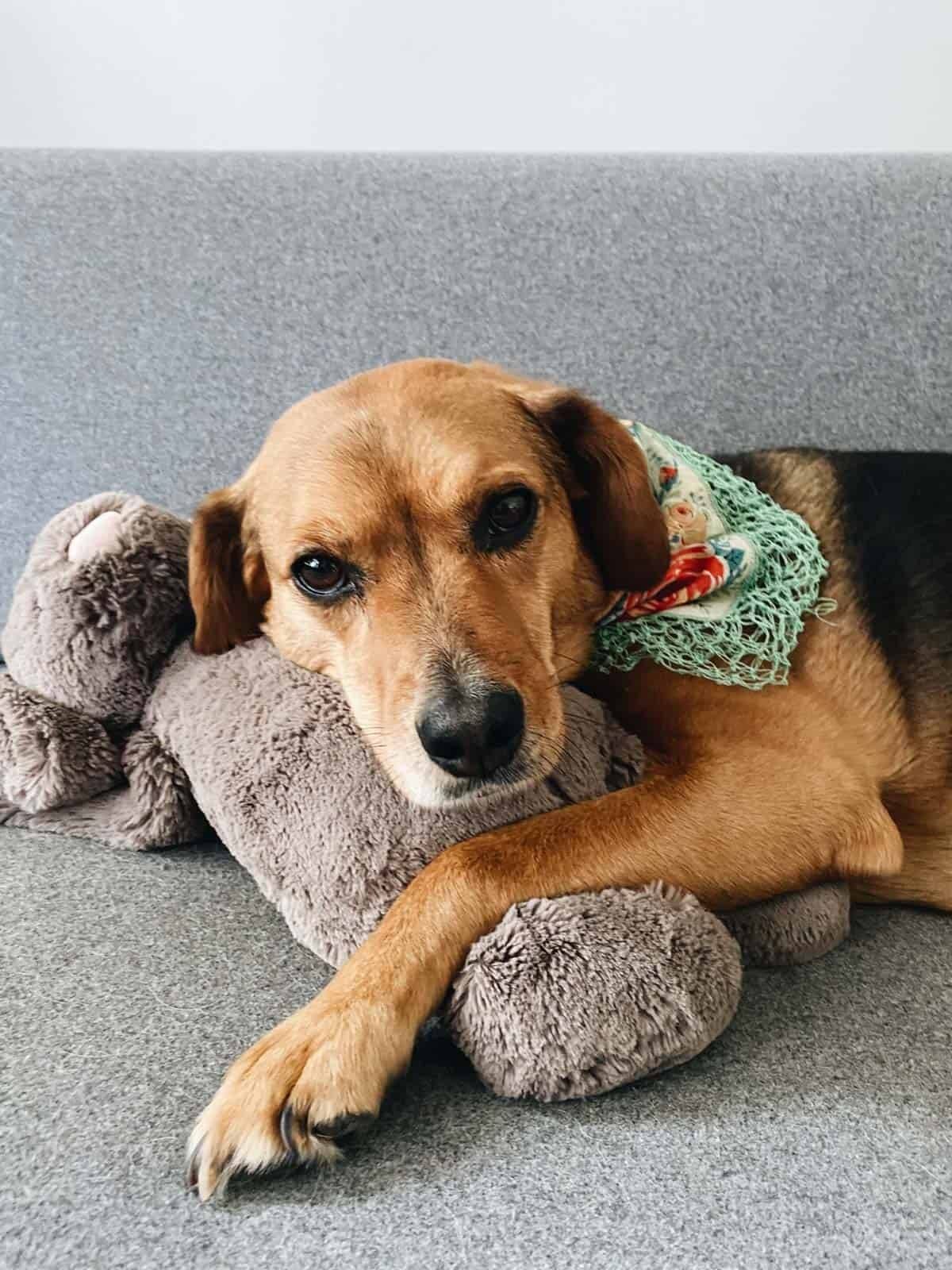 A dog taking rest with a stuffed toy.