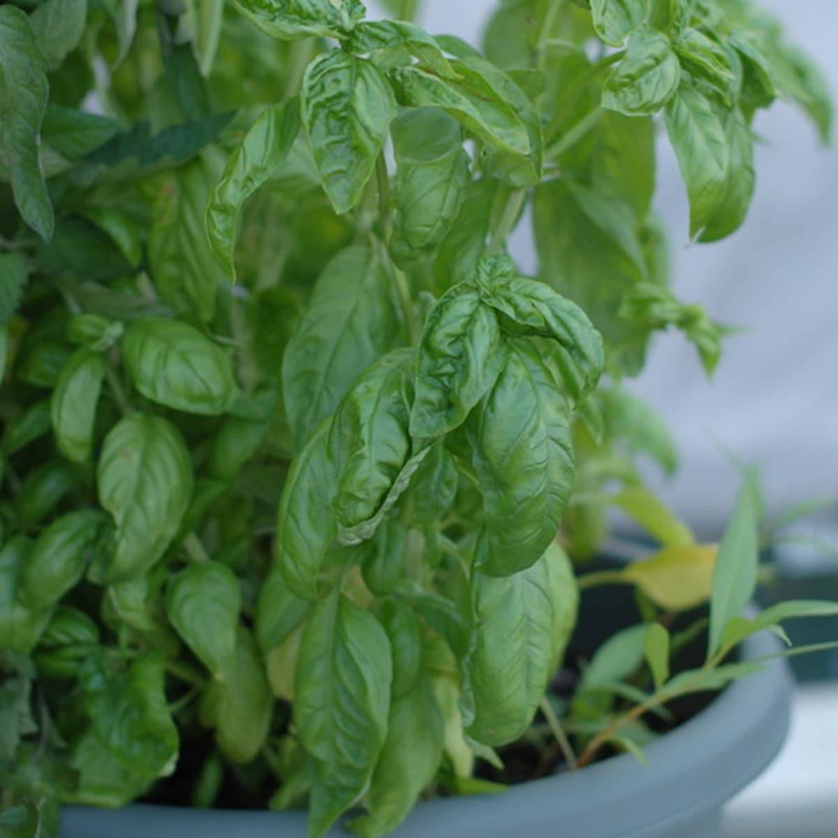 Basil Plant.